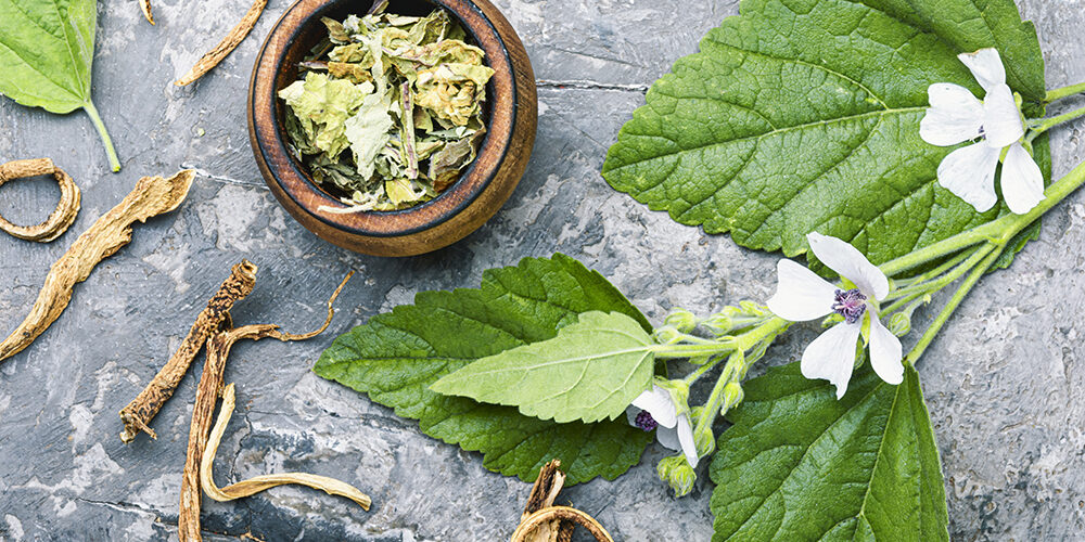 El poder de las plantas, plantas medicinales ebook