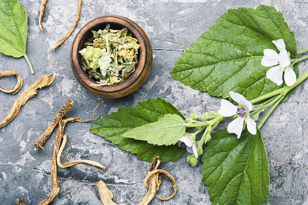 El poder de las plantas, plantas medicinales ebook